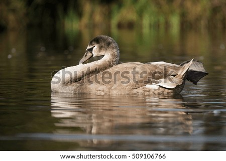 Mute Swan, Swans, Birds