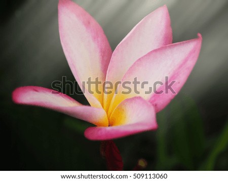 portrait of pink plumeria flower with sunlight