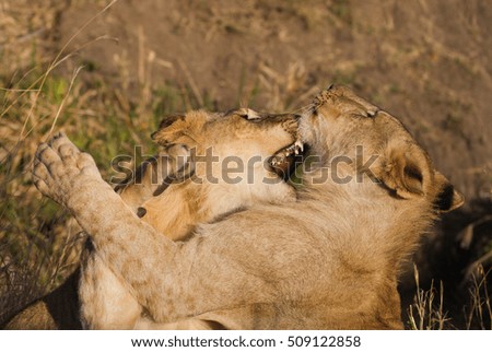 Funny lions on the morning african savannah