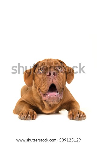 Dogue de bordeaux lying on the floor seen from the front looking up surprised with its mouth open isolated on a white background Royalty-Free Stock Photo #509125129