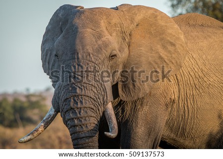 Big Elephant bull in the bush in the Kruger National Park, South Africa.