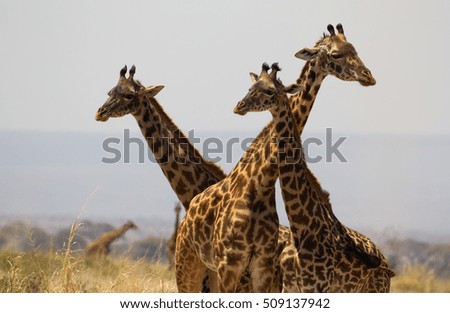 Giraffes heads