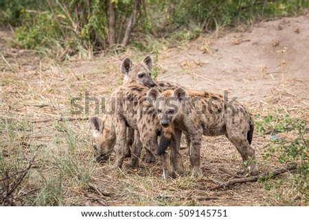 Three young Spotted hyenas in the Kruger National Park, South Africa.