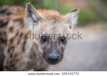 Young Spotted hyena starring at the camera in the Kruger National Park, South Africa.