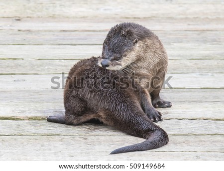 River Otter on a Dock