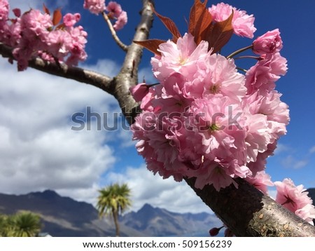 Cherry blossom sakura in Queenstown
