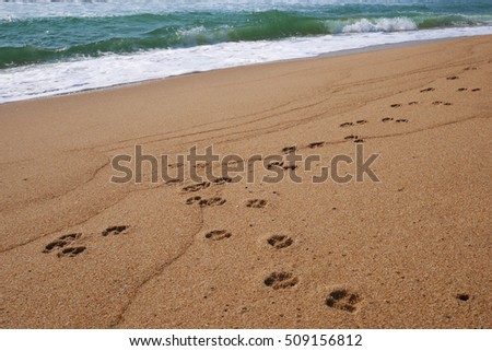 Footprints's dog on sand