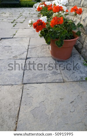 A flagstone patio with a number of geraniums in clay pots lining the corner of the image