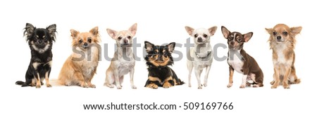 Group of seven chihuahua dogs facing the camera isolated on a white background