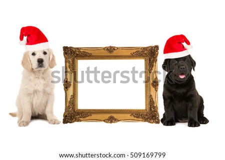 Golden victorian picture frame isolated on a white background with one golden retriever puppy and one black labrador puppy on the side both dogs wearing a christmas hat