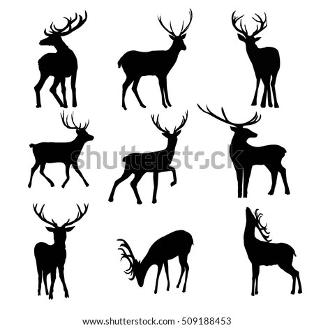 deer - vector,  illustration