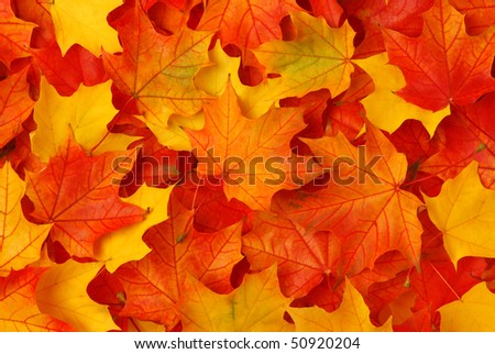 Fall leaves Royalty-Free Stock Photo #50920204