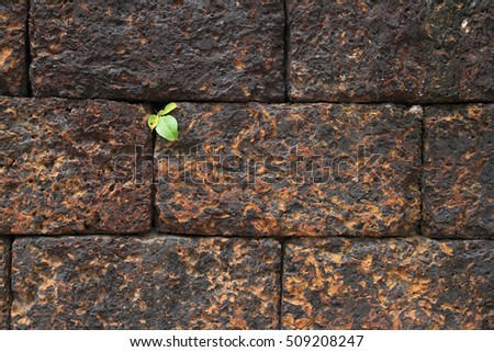 small tree growth on laterite Wall