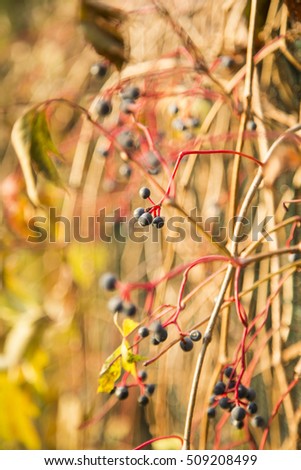  small black fruits on branch ,nature , tree, fresh  , hanged ,berries ,red ,green background ,natural ,organic , vitamins ,tasty ,leaves ,medicinal ,lots ,fence