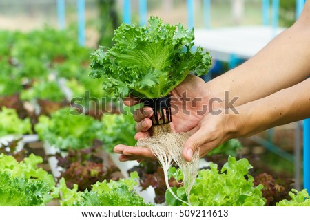 Vegetables hydroponics Royalty-Free Stock Photo #509214613
