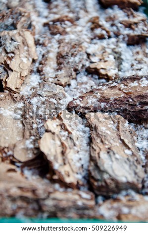 wooden or wood tree bark brown color in winter outdoor with beautiful small many white snow and snowflakes in christmas or xmas and new year
