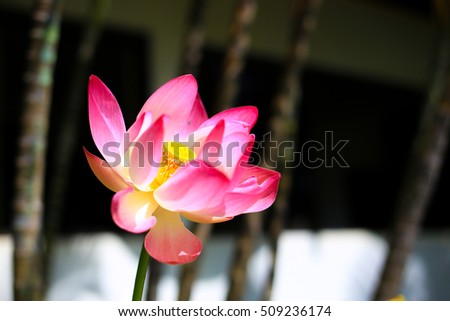 Flower lotus beautiful,  background lotus flower, the lotus closeup, isolated white background color pink yellow red green.