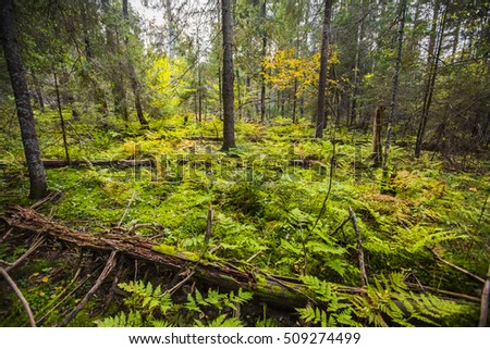 Wild forest. Fallen tree in the forest. Wild forest median strip europe.