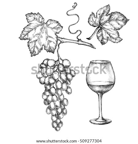 Hand drawn illustrations of  grapes. Vine glass and branch of grapes.  Design elements for the graphic design of the menu bars, restaurants, invitations, announcements.