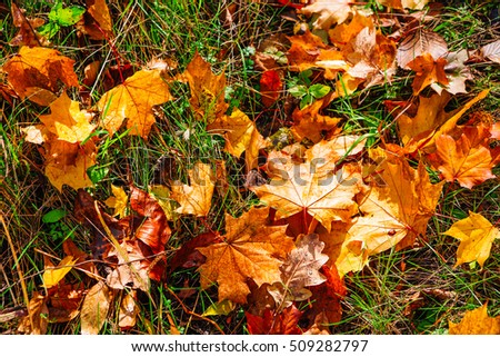 Background of colorful autumn leaves on  forest floor