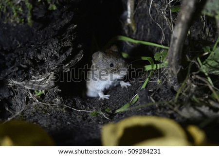 Wild Bank vole (Myodes glareolus)