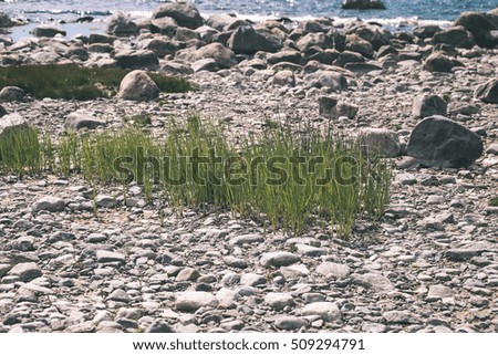 comfortable beach of the baltic sea with rocks and green vegetation in summer - vintage film look