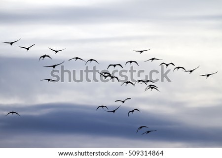 Flying birds. Flamingos. Gray blue sky background. Birds silhouette. Royalty-Free Stock Photo #509314864