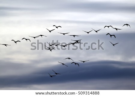 Flying birds. Flamingos. Gray blue sky background. Birds silhouette. Royalty-Free Stock Photo #509314888