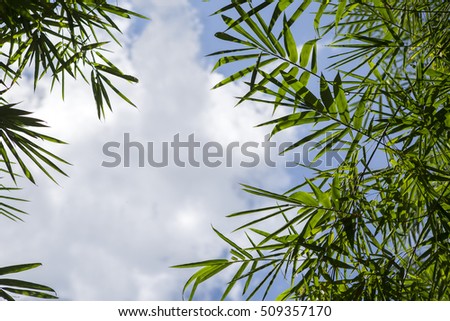 Bamboo leave on sky background