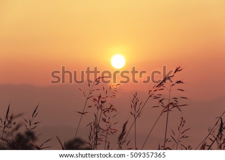 Sunrise and Grass flowers with a bright orange , silhouette of the sunrise and fog , Beautiful sunrise and mist at Doi Inthanon National park ,Chiang Mai ,Thailand. Soft and blur focus