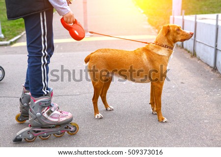 Girl rollerskating walking the dog in the park close up photo