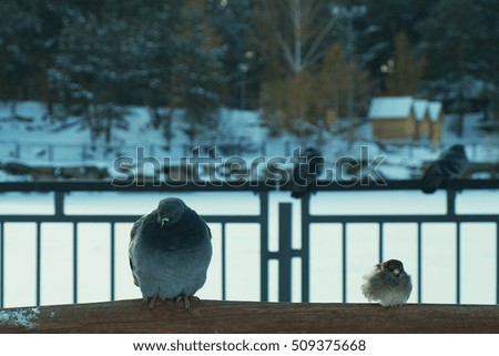 dove and sparrow sitting together