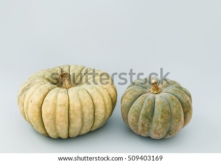 Two big pumpkins isolated on grey background, copy space