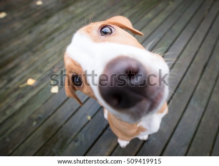 Funny Extreme Close Up Small Puppy Royalty-Free Stock Photo #509419915