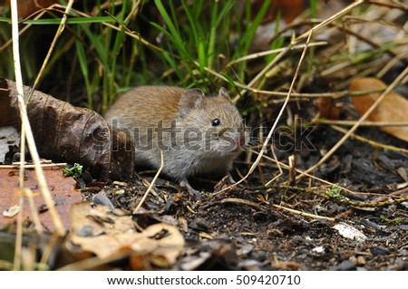 Wild Bank vole mouse (Myodes glareolus) 