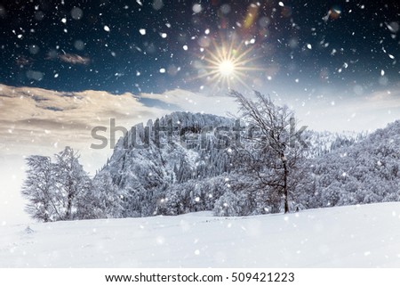 Christmas background with snowy fir trees in heavy snowing Creasta Cocosului, Romania