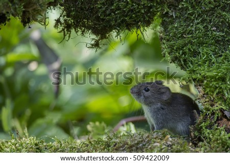 Wild Bank vole mouse (Myodes glareolus) 