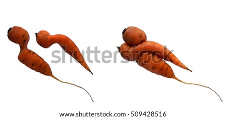 Pair of carrots with a unique shape that allows them to be a single entity as the concept of Ying Yang harmony