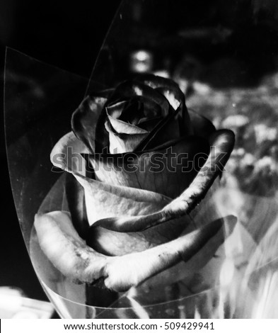 A black and white photograph of a single store bought rose still encased in plastic wrapping. I took this photo in Brisbane, Australia.