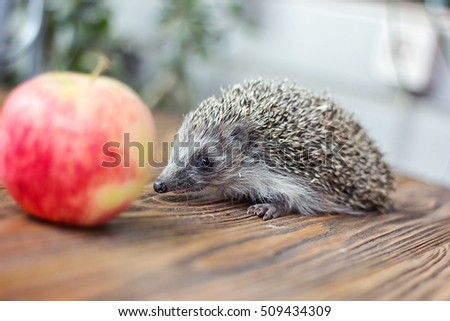 Cute young funny hedgehog, Atelerix albiventris, stands near an apple. Charming spiny european hedgehog (erinaceus albiventris) on wooden background.