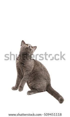 British gray cat isolated on white background