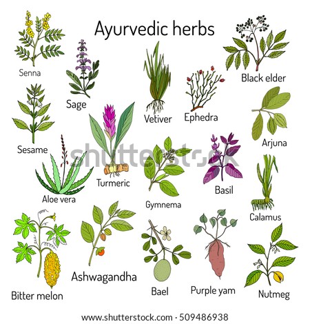 Ayurvedic herbs, natural botanical set. Hand drawn vector illustration