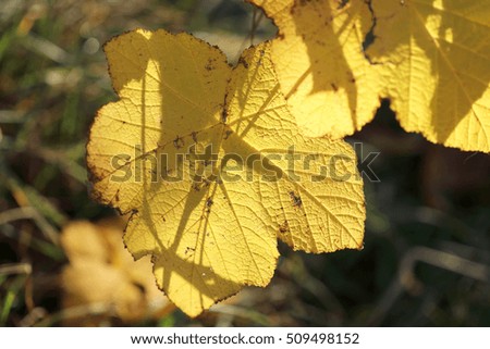 Yellow leafs during autumn