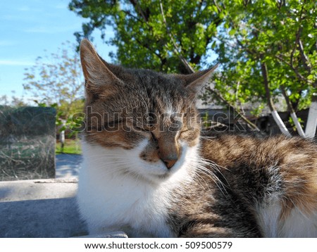 
Cat resting. The photo seen his mustache and hair. Cats often have houses in towns and villages. In villages, wonderful cats catch mice and rodents. Cats are very ancient animals.