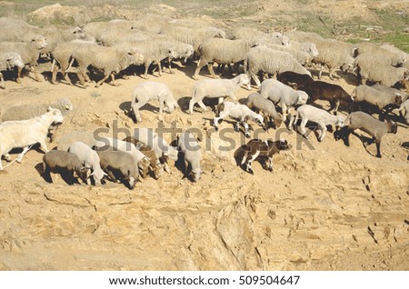 flock of of sheep in the mountain