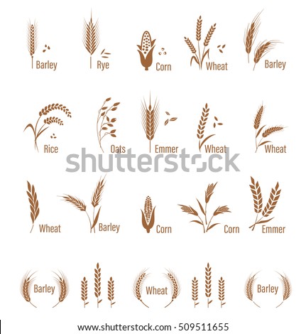 Cereals icon set with rice, wheat, corn, oats, rye, barley. Concept for organic products label, harvest and farming, grain, bakery, healthy food. Agricultural symbols isolated on white background. Royalty-Free Stock Photo #509511655