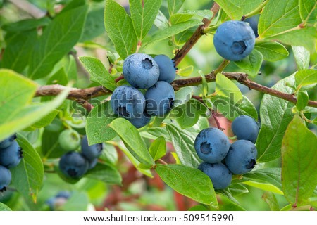 Fresh Organic Blueberries on the bush. close up Royalty-Free Stock Photo #509515990