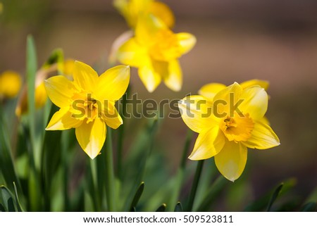 field of yellow daffodils or narcissus or suisen