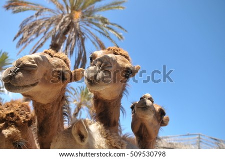 Curiosity and the joy of camels in Oasis Park Zoo on the one of the Canary Islands - Fuerteventura. Interesting and hot summer. Royalty-Free Stock Photo #509530798