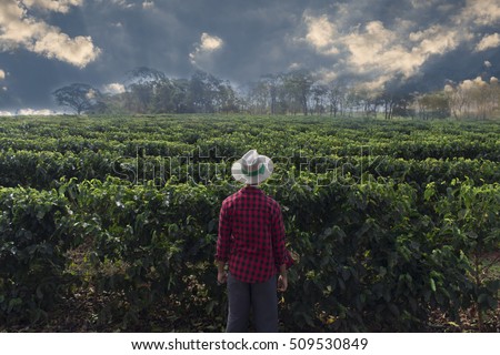 Farmer with hat looking the coffee plantation field Royalty-Free Stock Photo #509530849